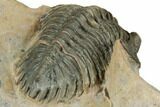 Metacanthina Trilobite - Lghaft, Morocco #191844-3